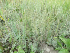 Artemisia nitrosa