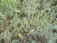 Artemisia nitrosa