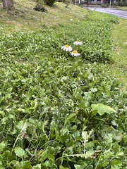 Leucanthemum vulgare