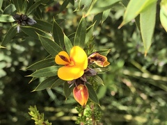 Pultenaea reticulata