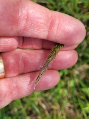 Anthoxanthum odoratum