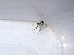 Leucauge argentina