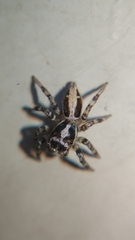 Plexippus setipes