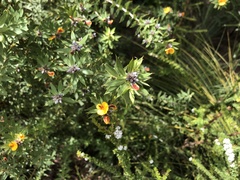 Pultenaea reticulata