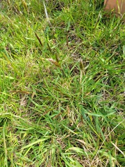 Anthoxanthum odoratum