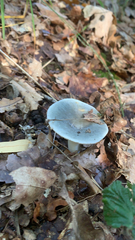 Russula virescens