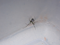 Leucauge argentina