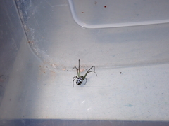 Leucauge argentina