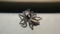 Plexippus setipes