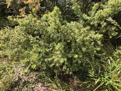 Pultenaea reticulata
