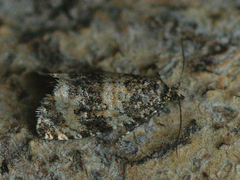 Celypha rurestrana