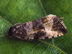 Celypha rurestrana