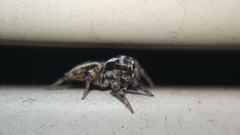 Plexippus setipes