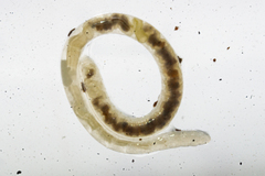 Enchytraeidae
