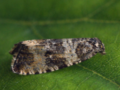 Celypha rurestrana