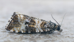 Celypha rurestrana
