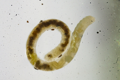Enchytraeidae