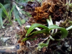 Drymoanthus adversus
