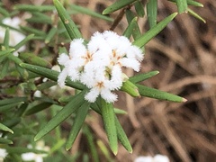 Leucopogon
