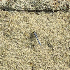 Orthetrum chrysostigma