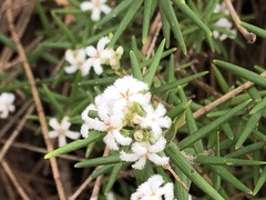 Leucopogon