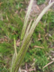 Dichelachne micrantha