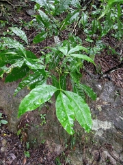 Melicope pteleifolia