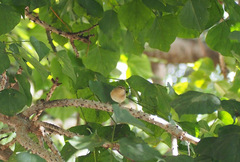 Phylloscopus canariensis