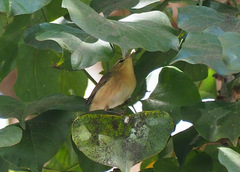 Phylloscopus canariensis