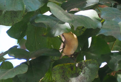 Phylloscopus canariensis