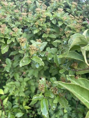 Spiraea ouensanensis