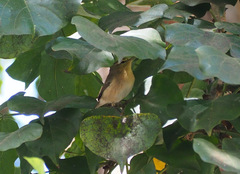 Phylloscopus canariensis