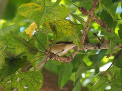 Phylloscopus canariensis