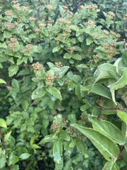 Spiraea ouensanensis