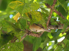 Phylloscopus canariensis