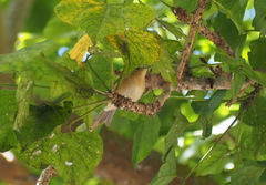 Phylloscopus canariensis