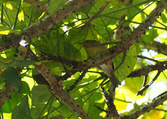 Phylloscopus canariensis