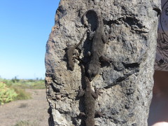 Tarentola delalandii