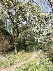 Quercus faginea