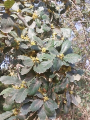 Quercus faginea
