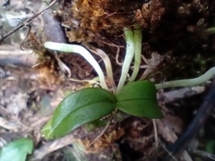 Drymoanthus adversus