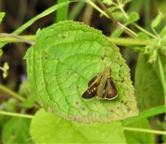 Borbo cinnara