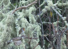 Erithacus rubecula superbus