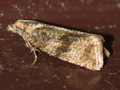Celypha striana
