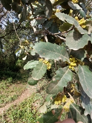 Quercus faginea