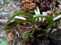 Drymoanthus adversus