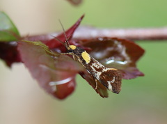 Epithymema helias