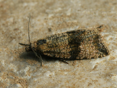 Celypha striana