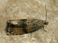 Celypha striana