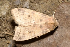 Xanthia ocellaris